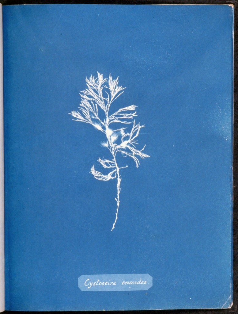 A Weed is a Plant out of Place