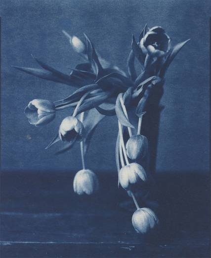 csm_MEL_John_Dugdale_Mourning_Tulips_BD_c9153fcd29